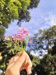红花酢浆草