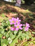 红花酢浆草