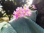 红花酢浆草 