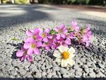 小花