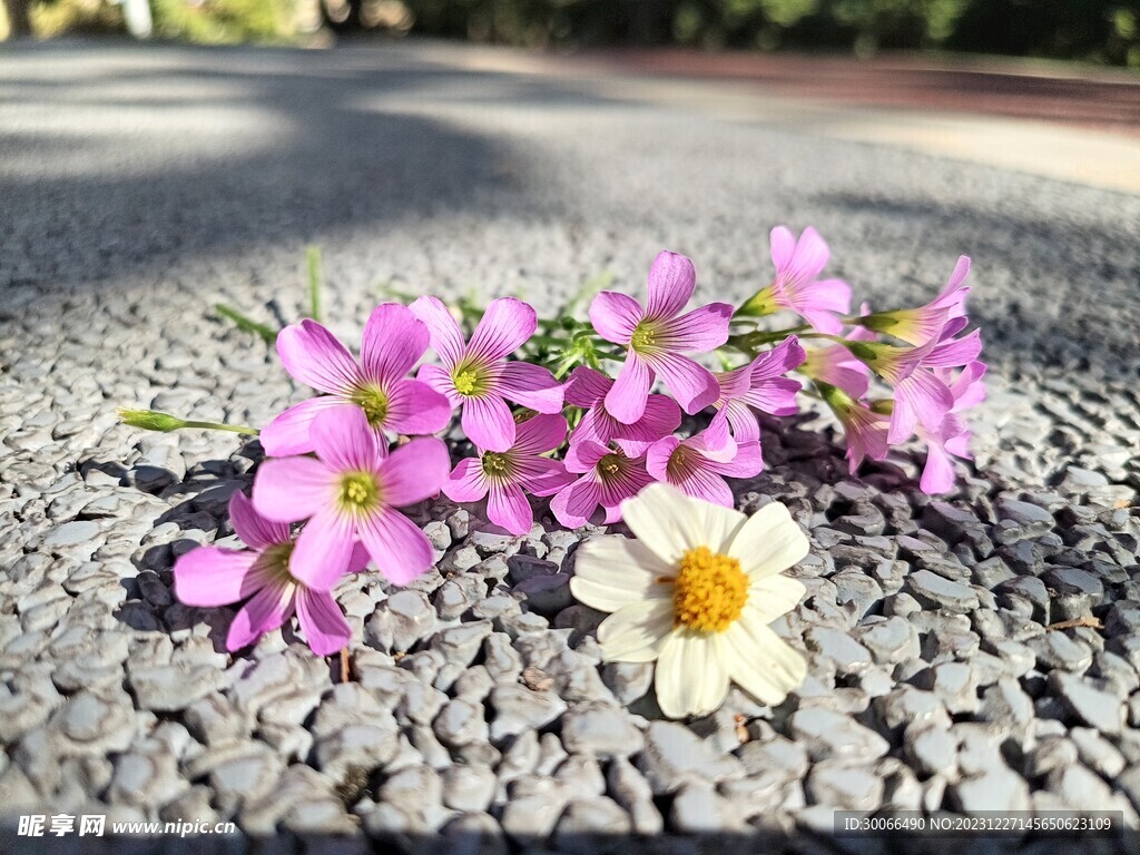 小花