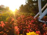 夕阳下的花坛
