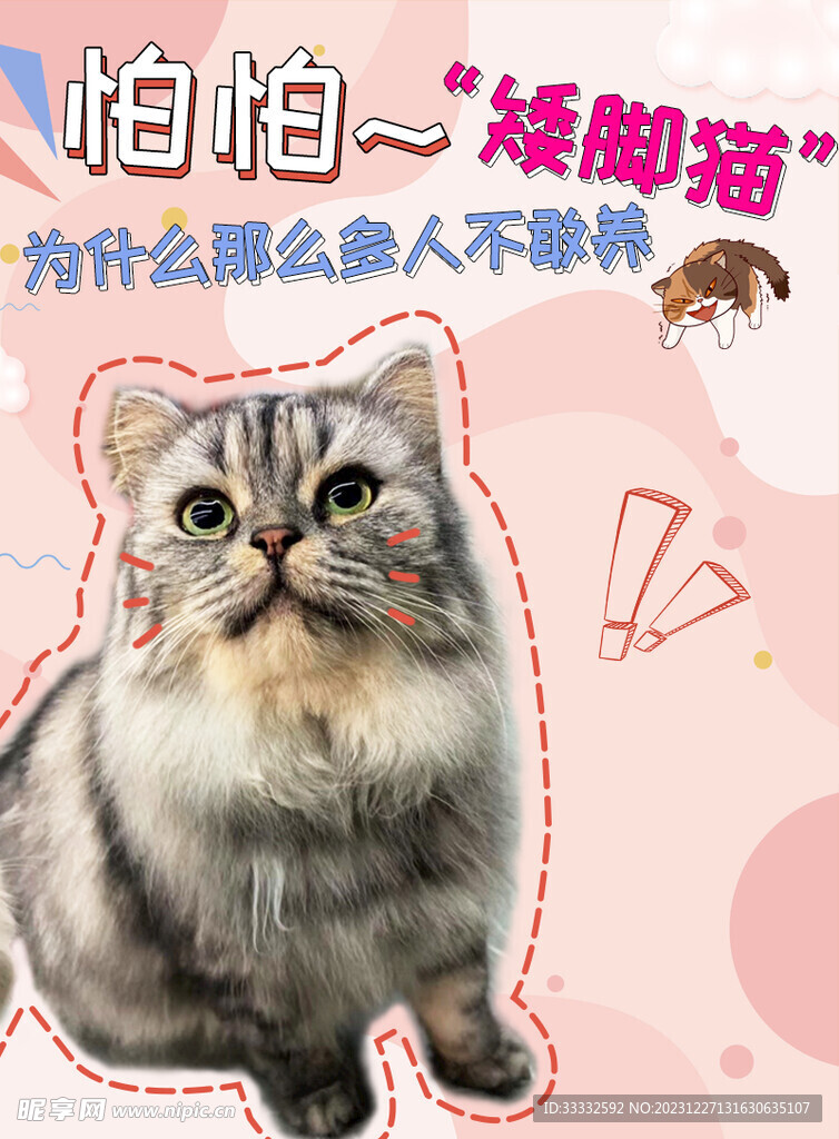 养猫知识