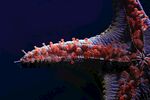 海洋生物