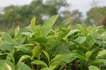 茶叶