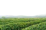 茶场