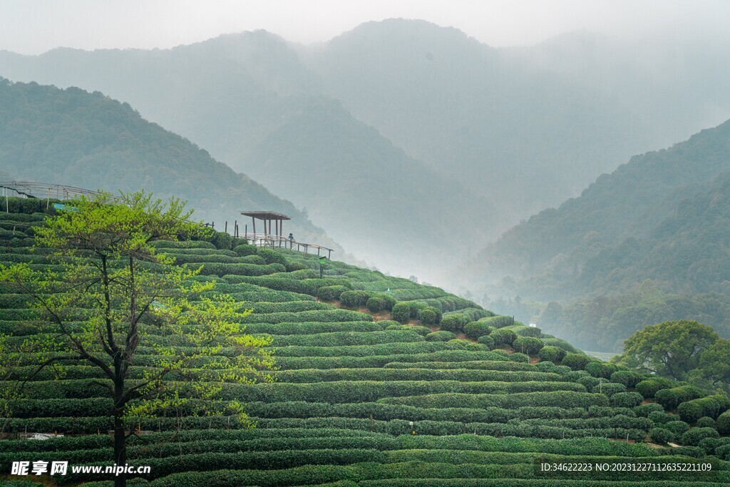 茶场