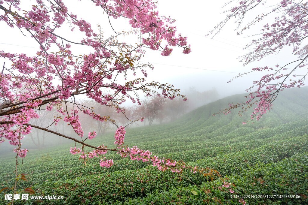 茶场