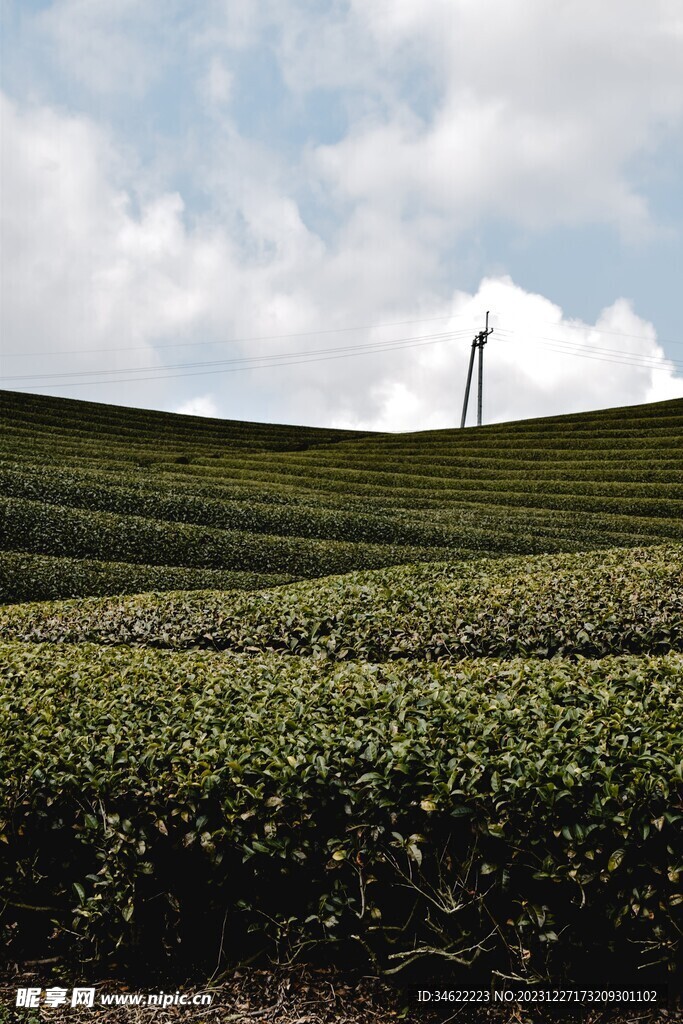 山茶园