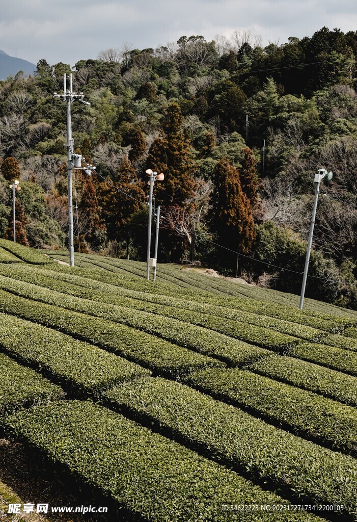 茶园