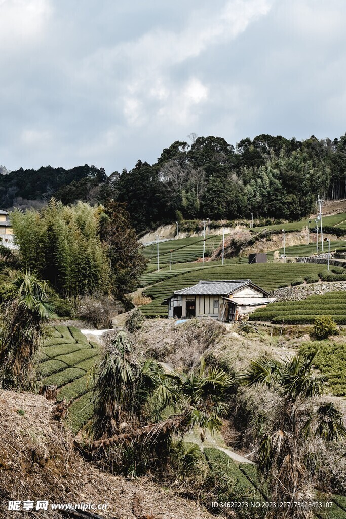 山茶