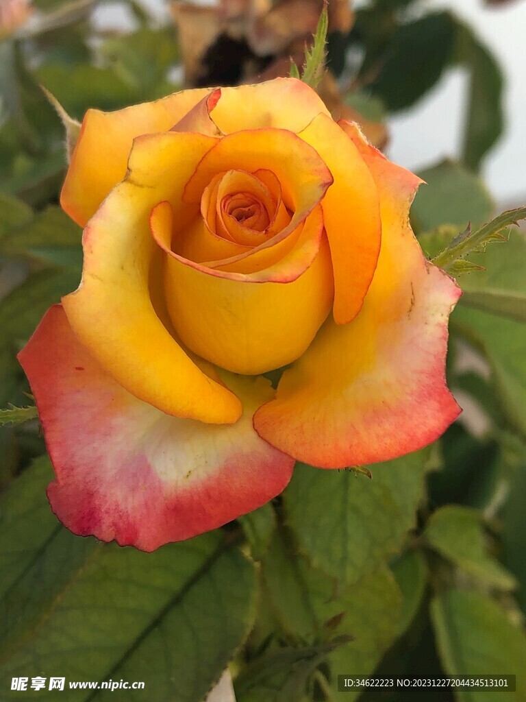 玫瑰花