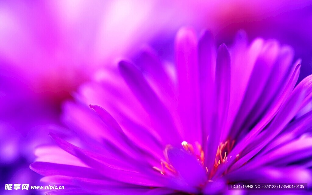 紫色渐变花卉背景
