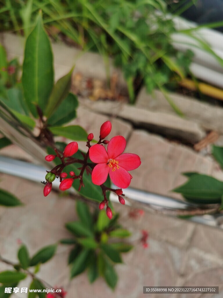 小红花