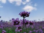 丁香花 
