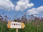 丁香花