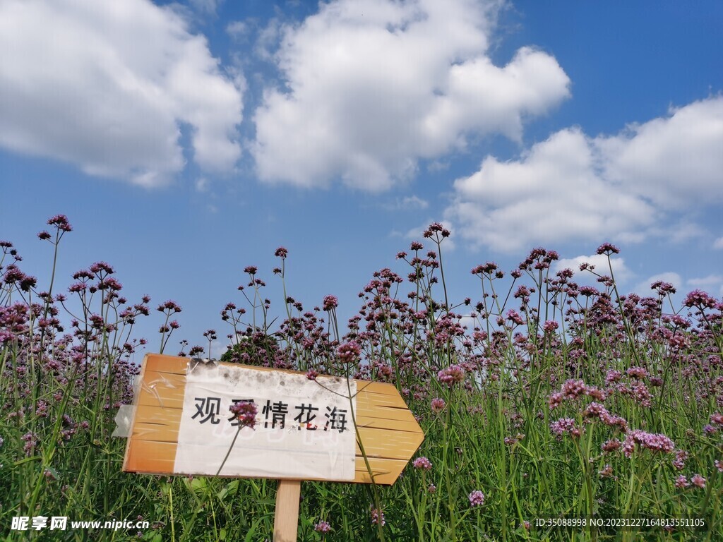 丁香花