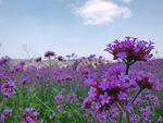 丁香花 