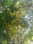 花草