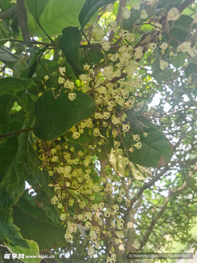 花草
