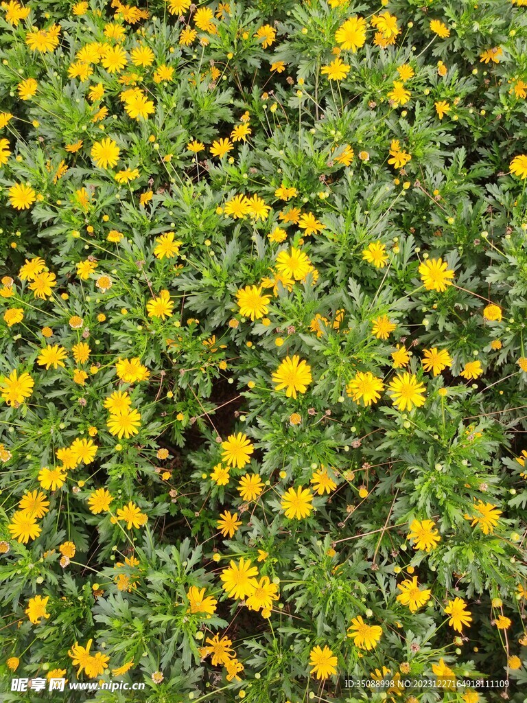 花草