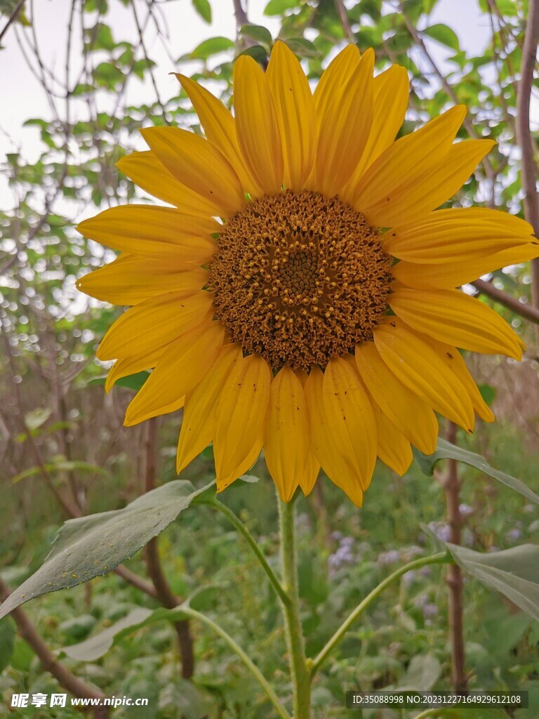 太阳花