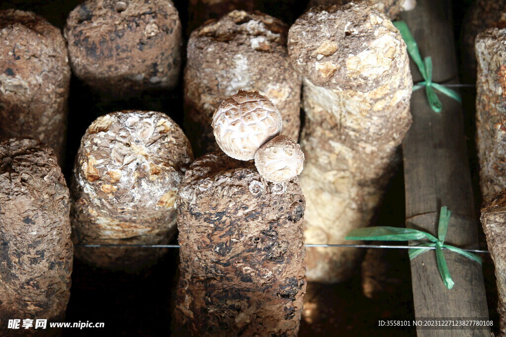 设施农业食用菌蘑菇棒地载菇香菇