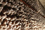 设施农业食用菌蘑菇棒生产香菇