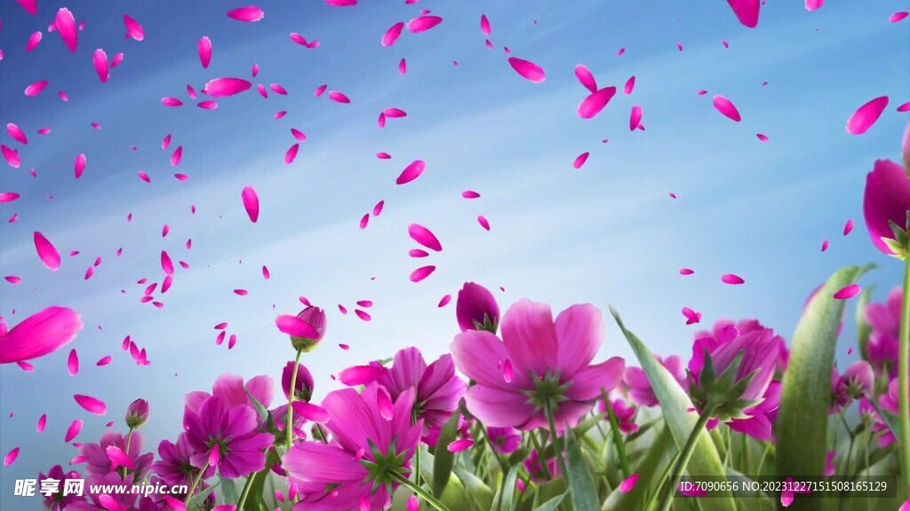 花朵与花瓣