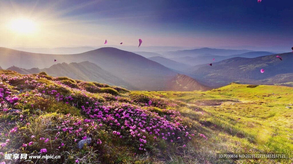 满山杜鹃花飘