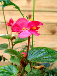 小花
