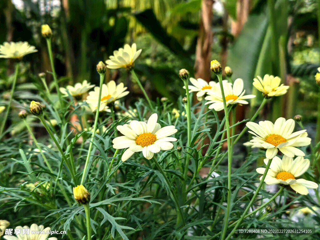 小黄花