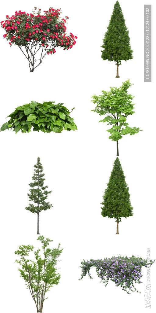 园木绿植苗木