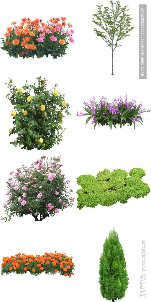 景观绿植花卉