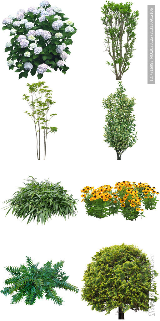 花卉绿植