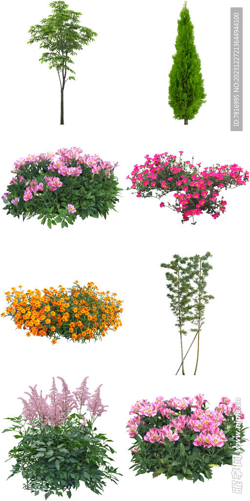绿植花卉