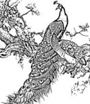 花鸟线描