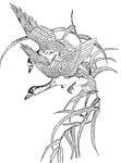 花鸟线描