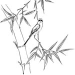花鸟线描