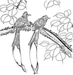 花鸟线描