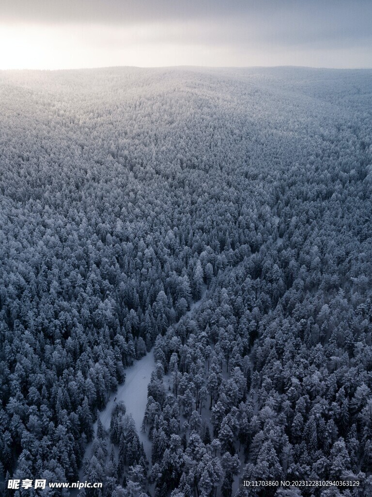 森林风景