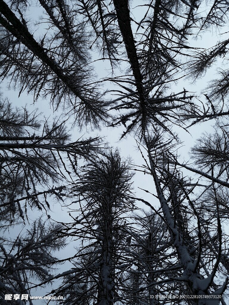 丛林