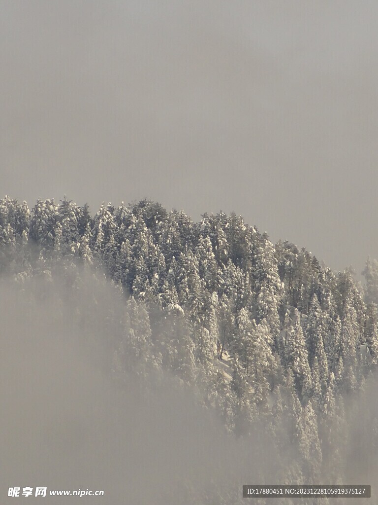丛林
