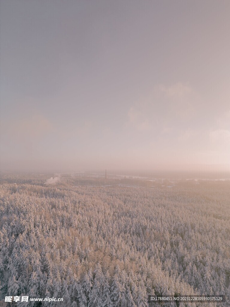 丛林