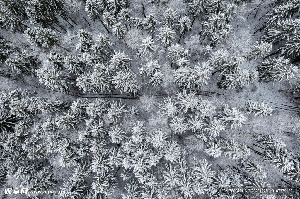 丛林