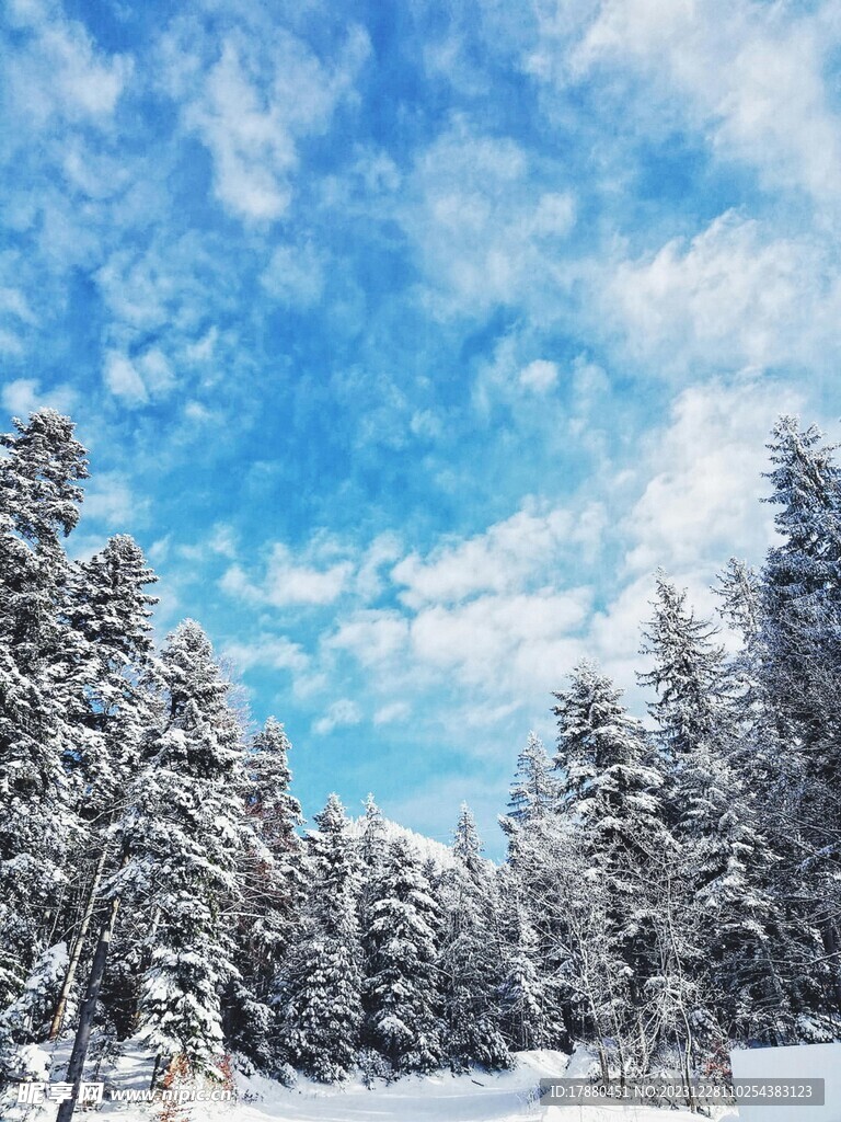 丛林