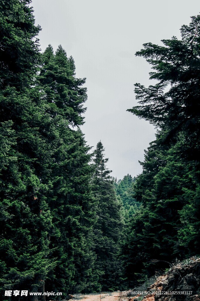 丛林