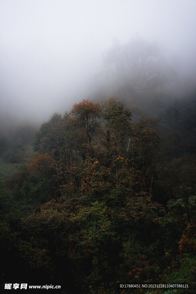 丛林