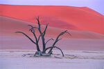 沙漠中的枯树 