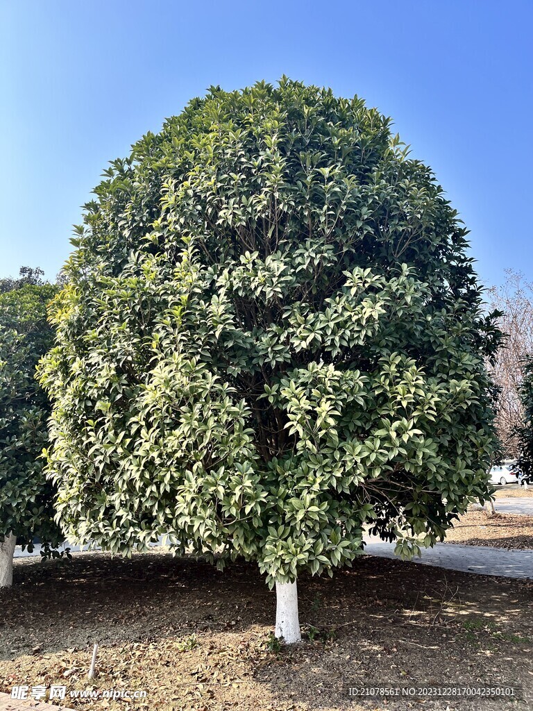 一棵树